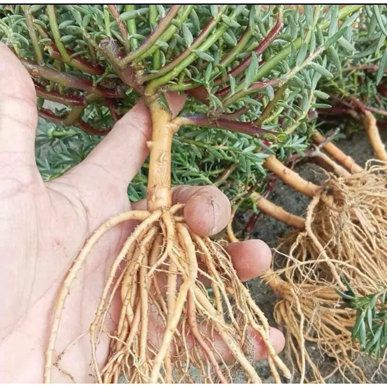 Gốc mười giờ thân gỗ (nở đến chiều)