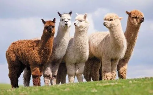 Alpaca là con gì? Khám phá loài “lạc đà biết phun nước miếng” siêu đáng yêu