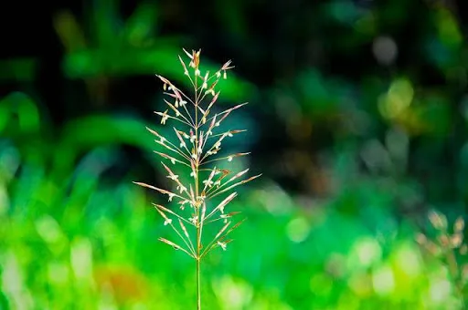 Thơ về tình yêu gia đình của Xuân Quỳnh