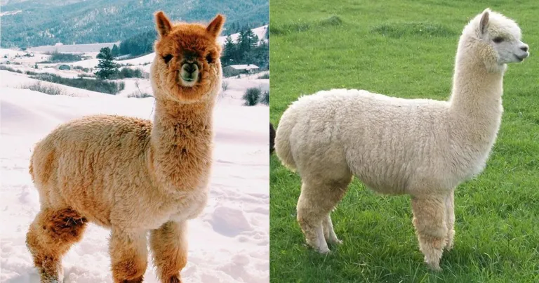 Alpaca đáng yêu trong trang trại