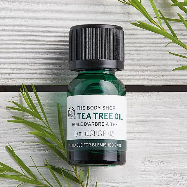 Tinh dầu tràm trà Tea Tree Oil chiết xuất từ lá cây tràm trà