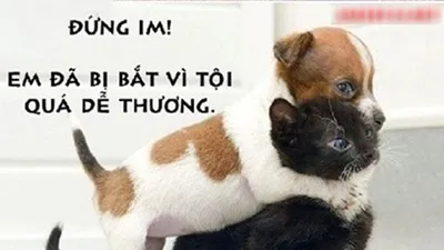 Ảnh hài hước về tình yêu